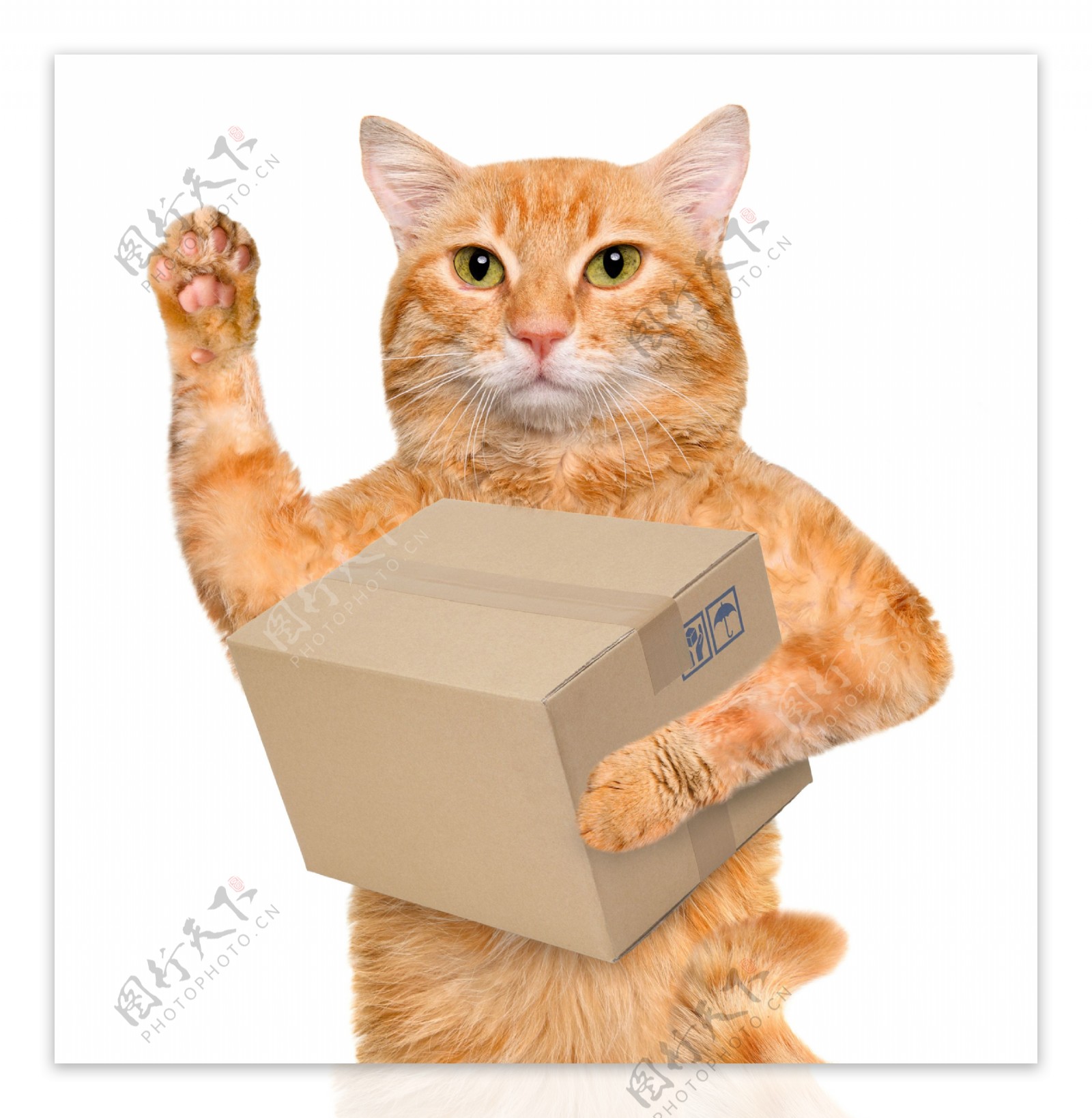 抱着箱子招手的小猫图片