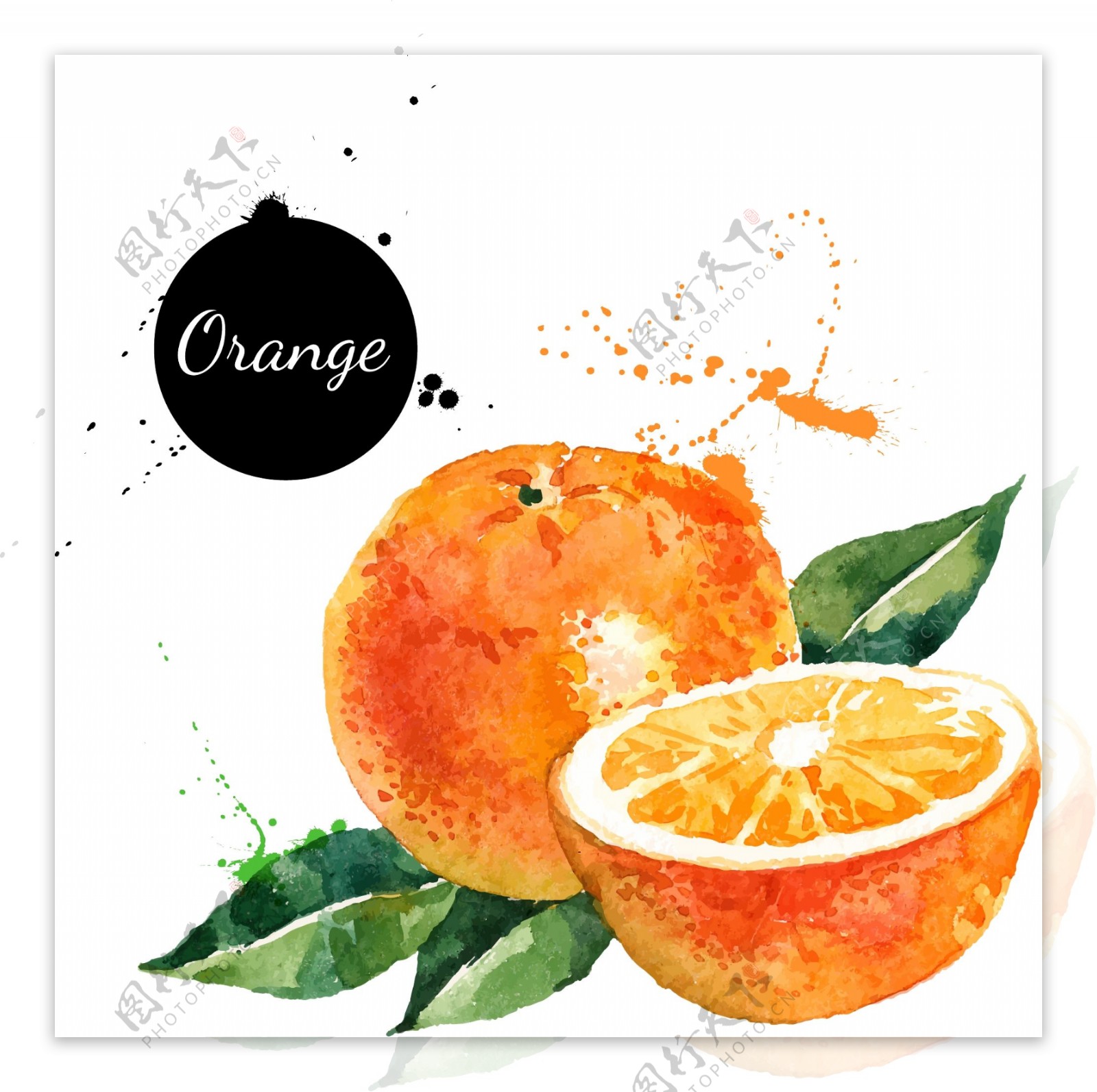 橘子素材图片