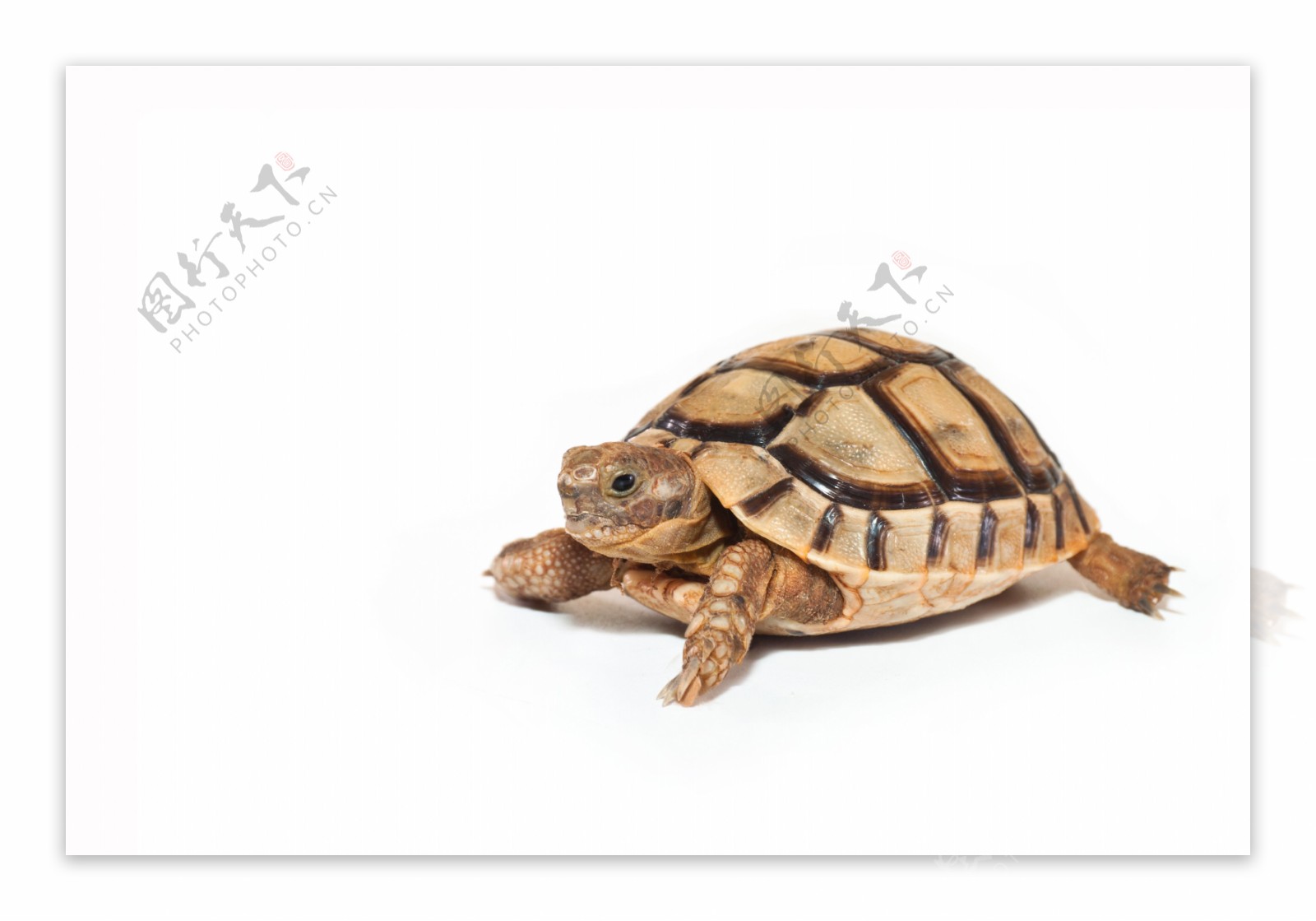 褐色乌龟图片