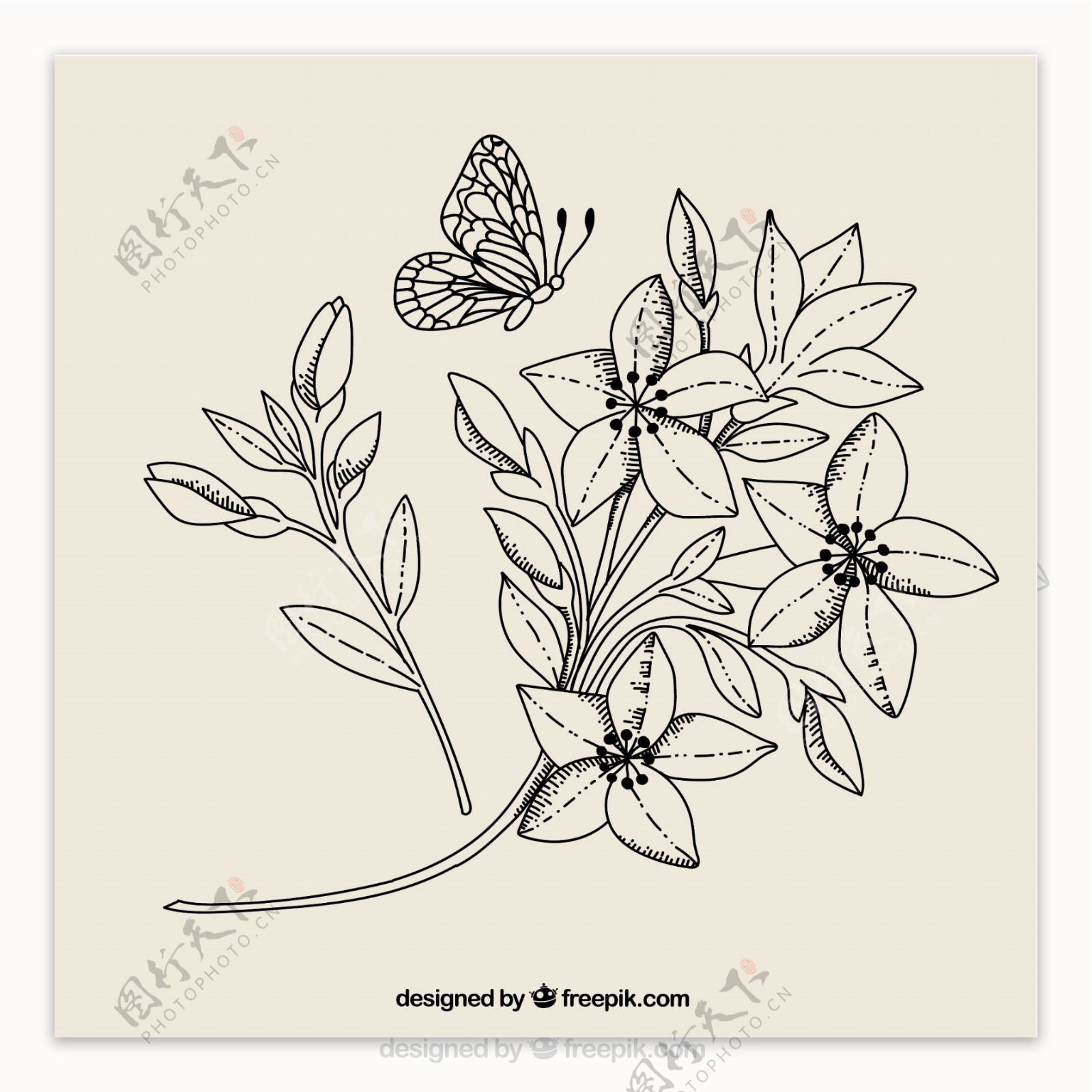 黑白花和蝴蝶