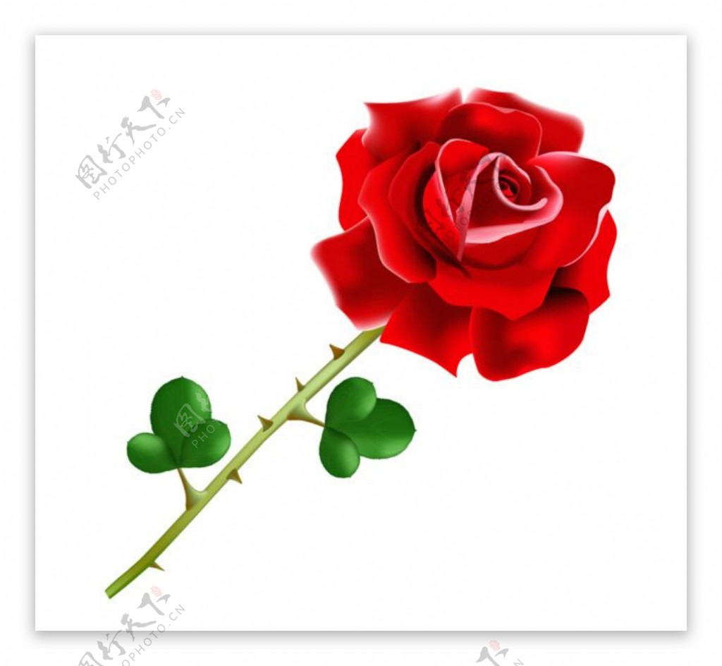 手绘单支带刺的红玫瑰