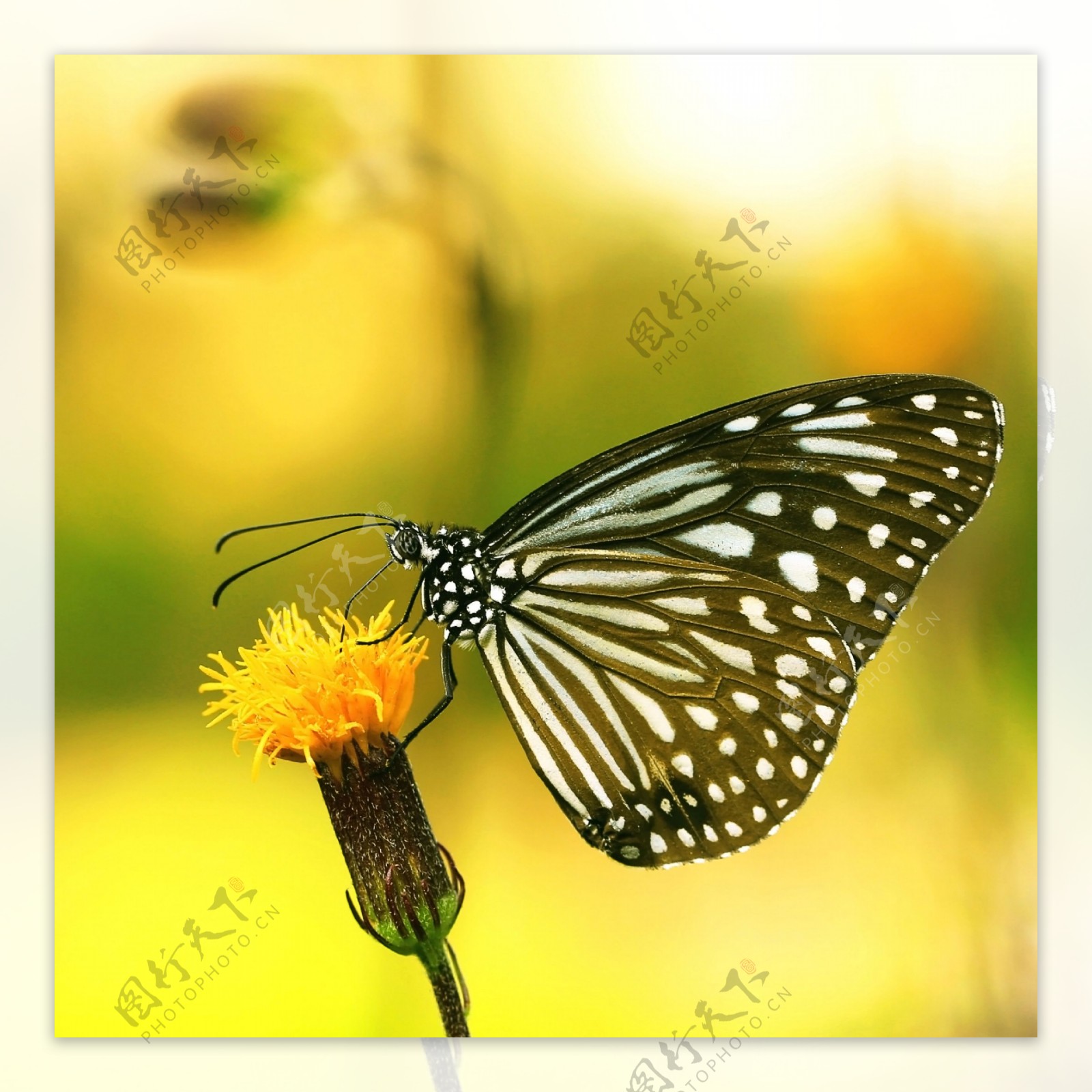 鲜花蝴蝶背景图片素材-编号26507092-图行天下