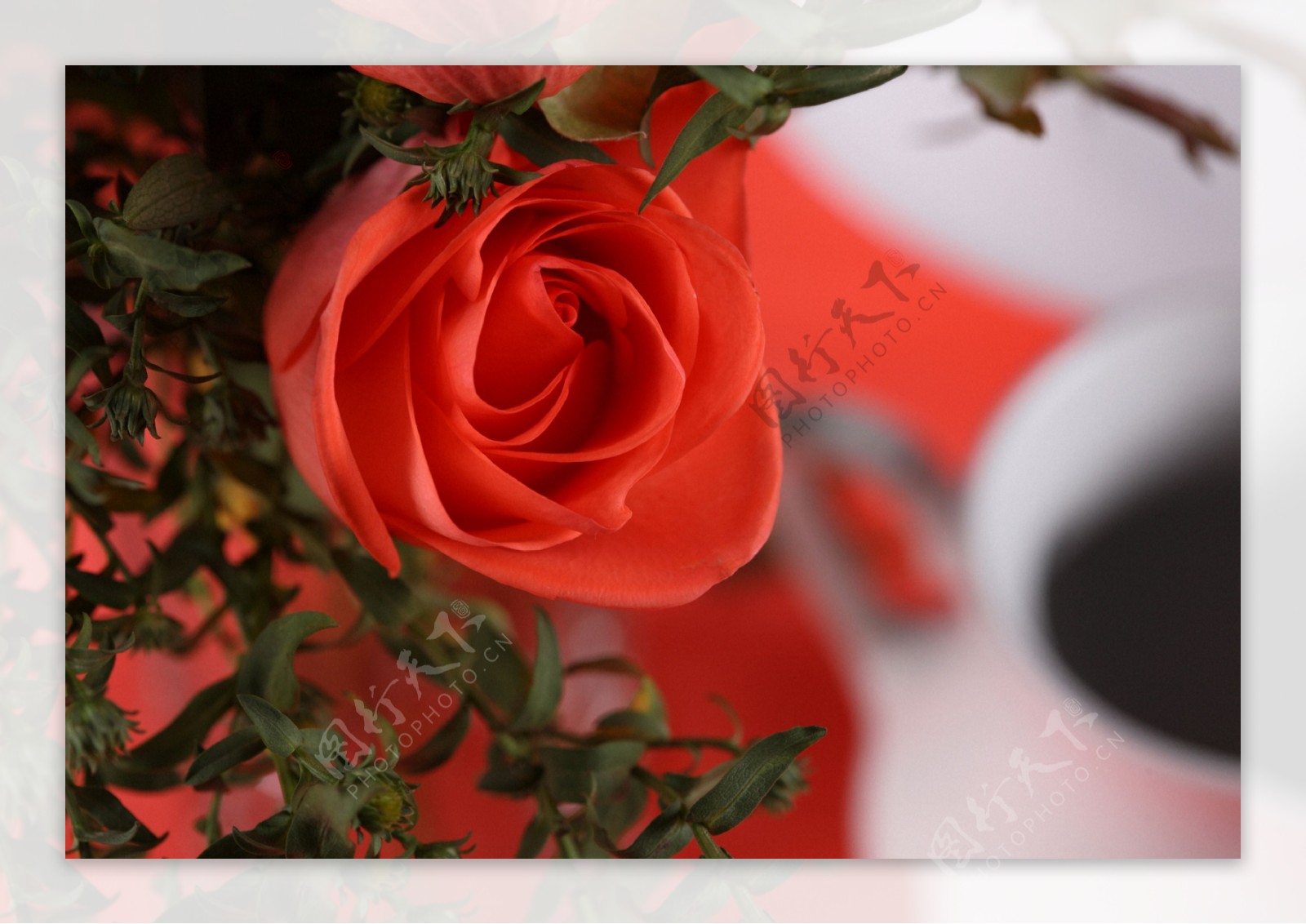 火红玫瑰花图片