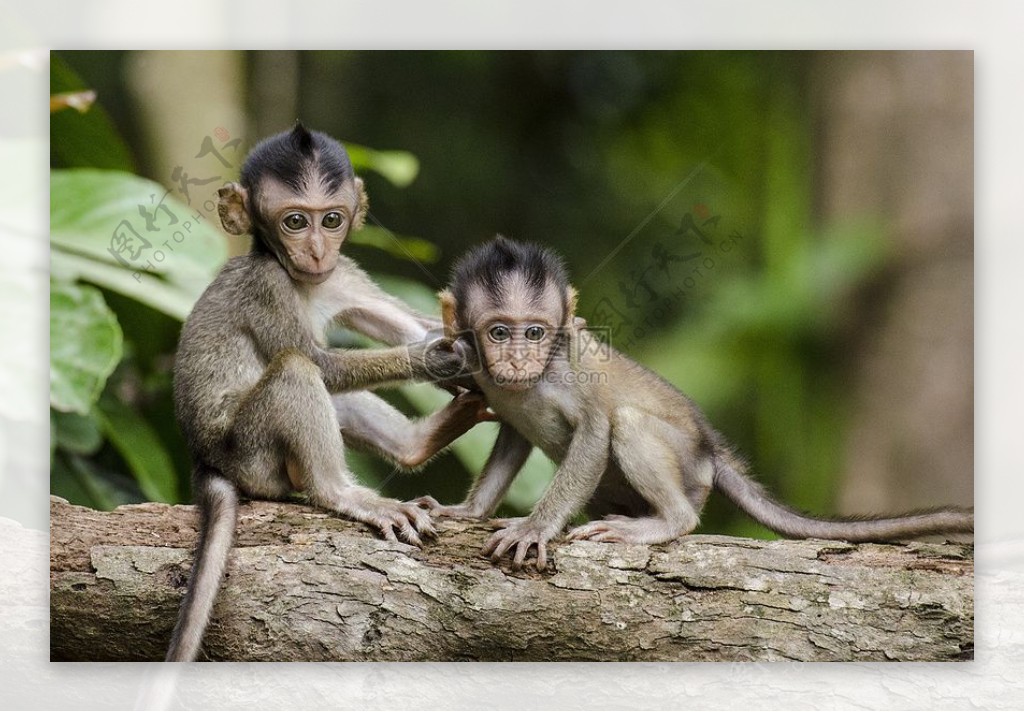动物猴子丛林兄弟猿