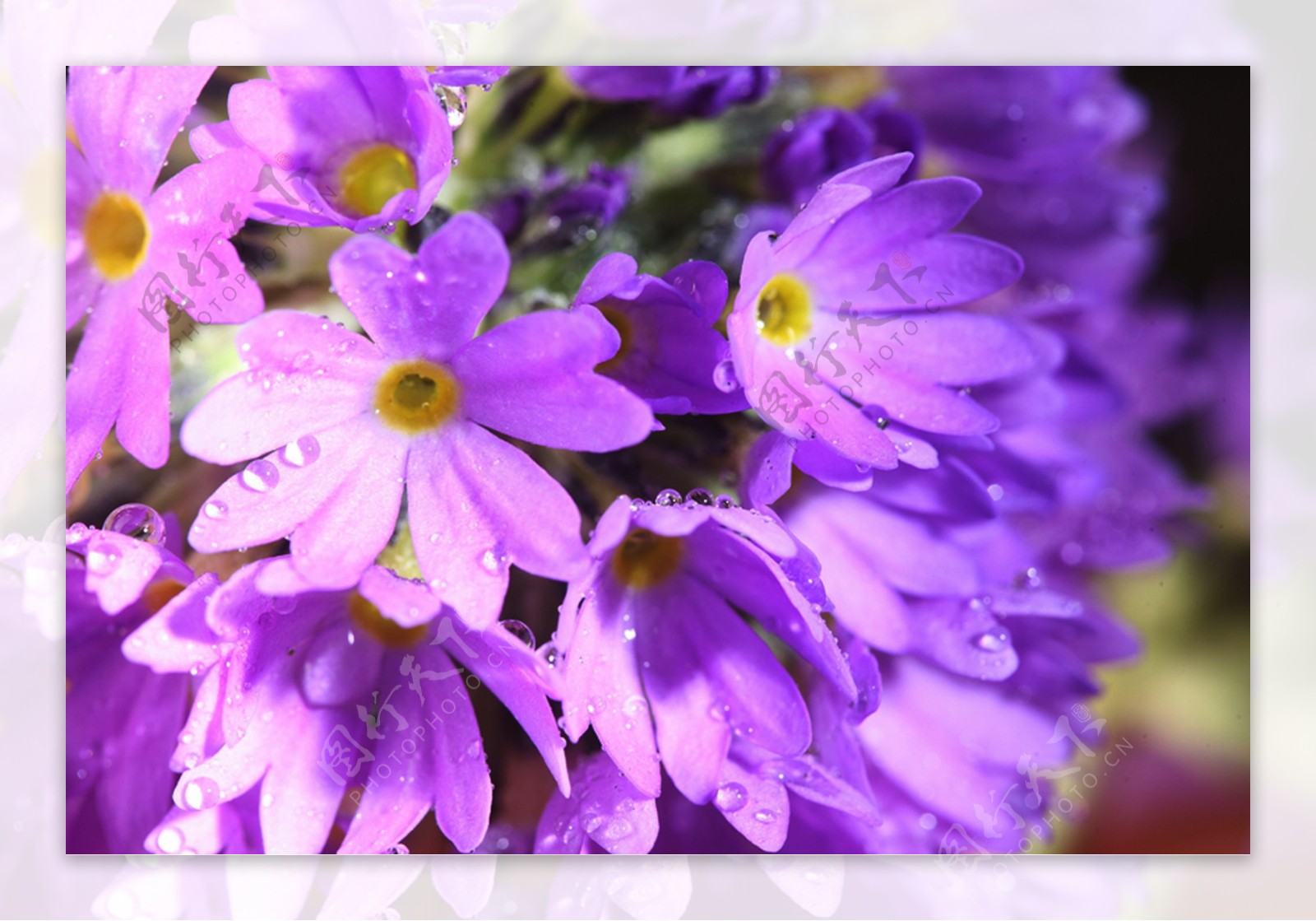 紫色鲜花上的露珠图片