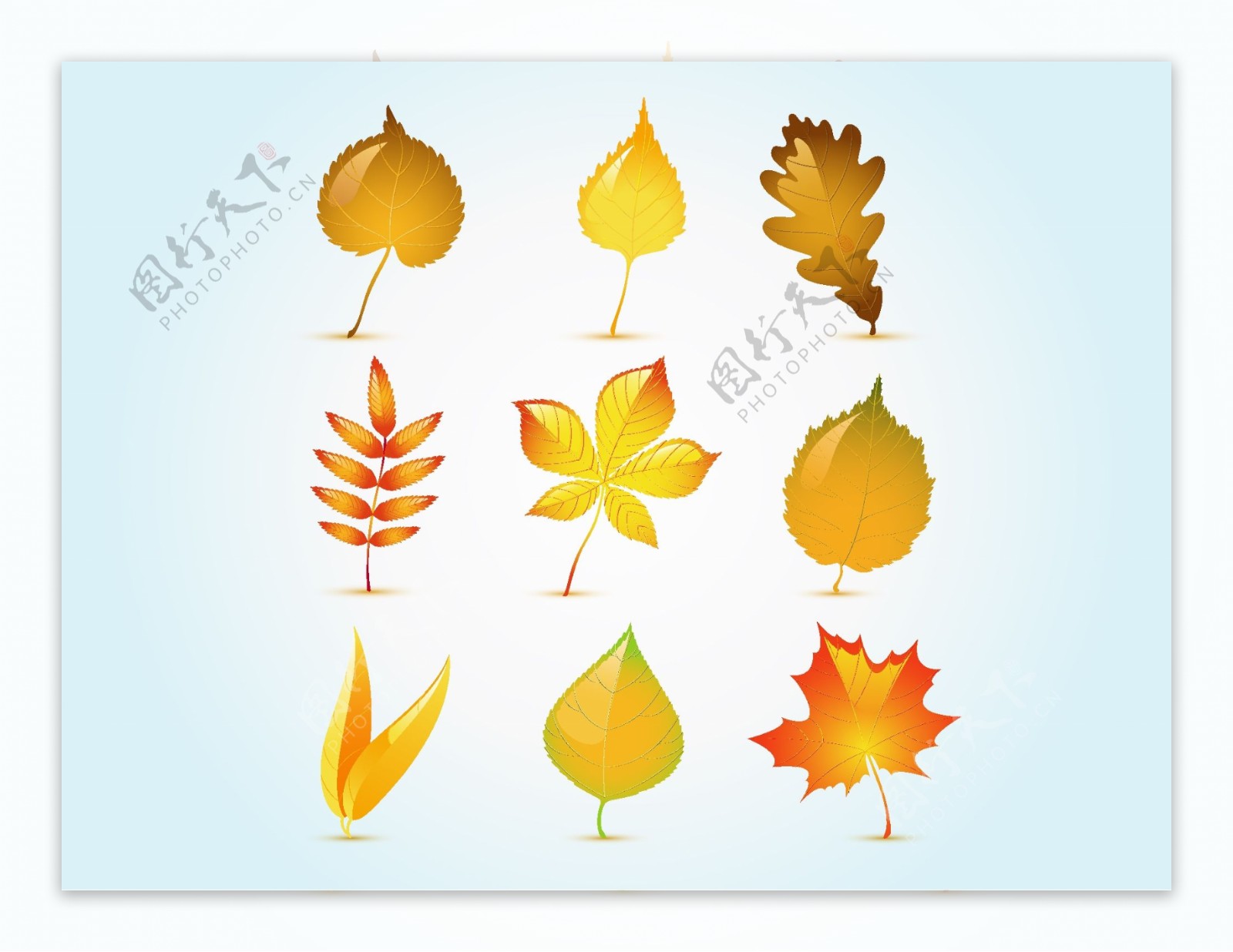 秋季手绘树叶