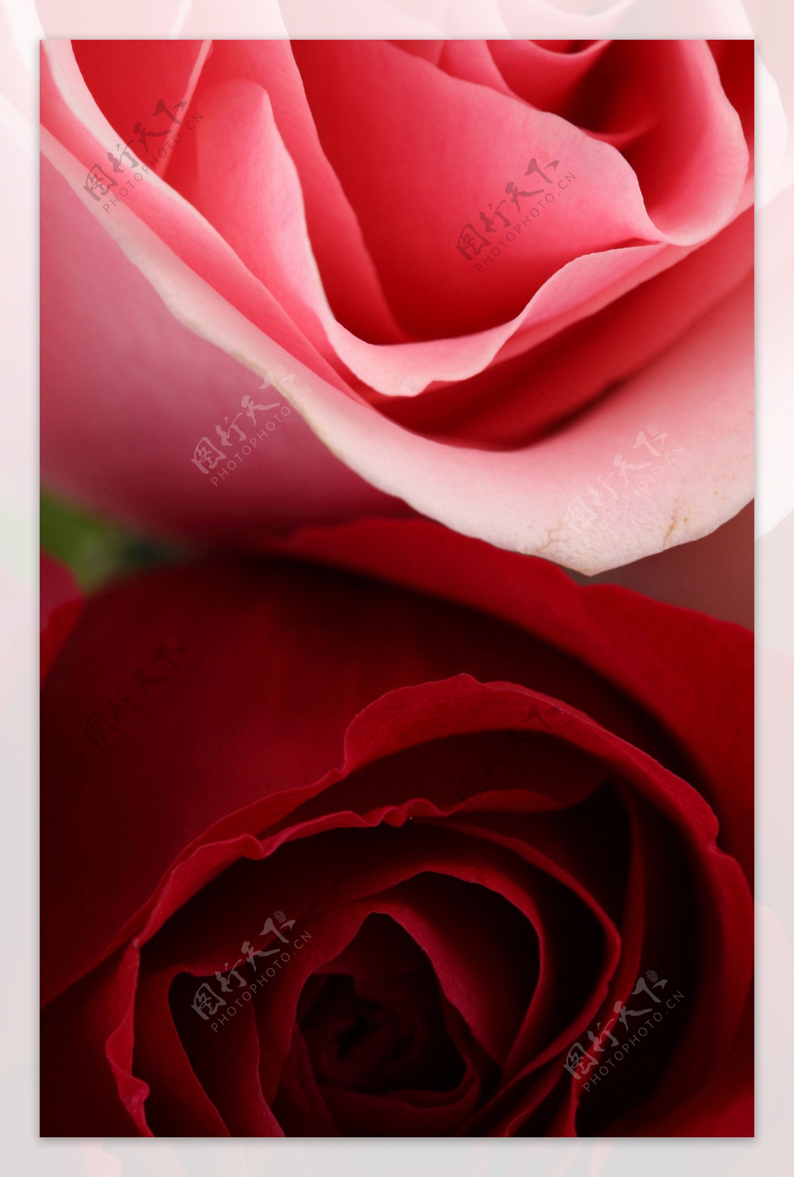 红玫瑰花背景图片