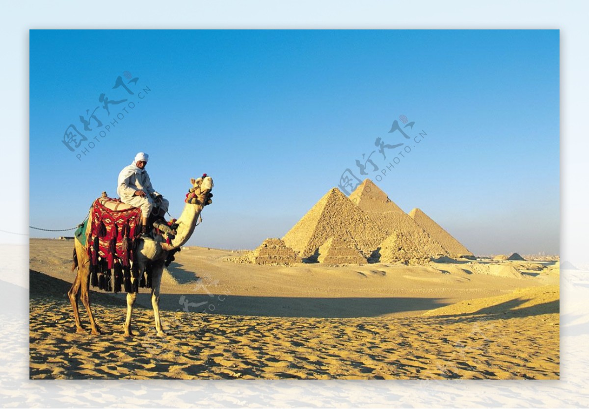 沙漠上的骆驼与金字塔图片