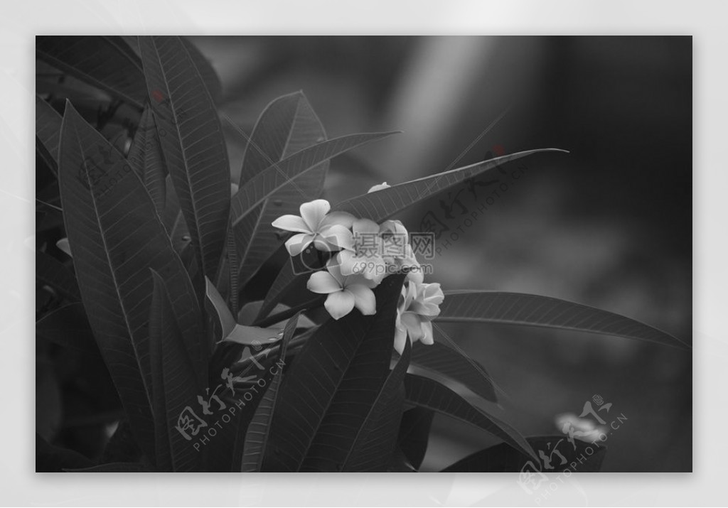 白瓣花的灰度照片