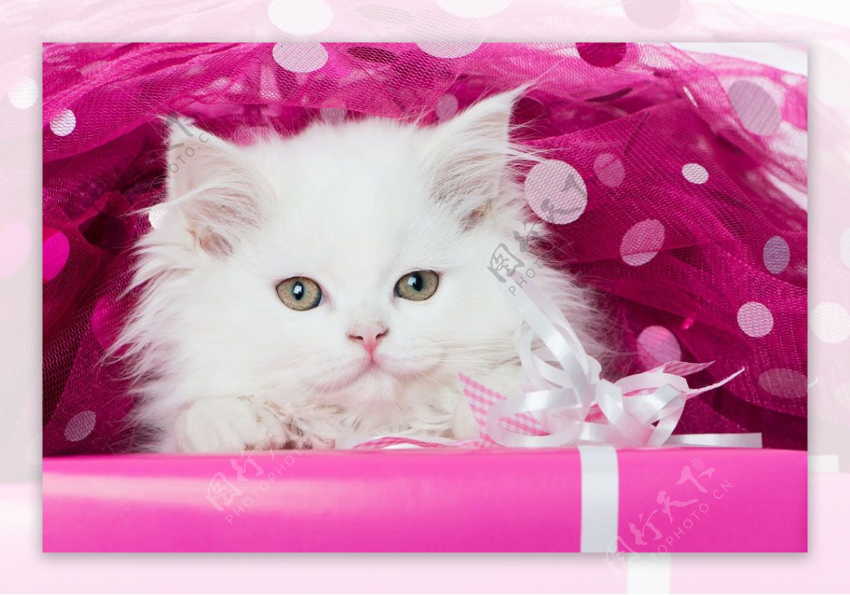 礼物盒白色小猫图片