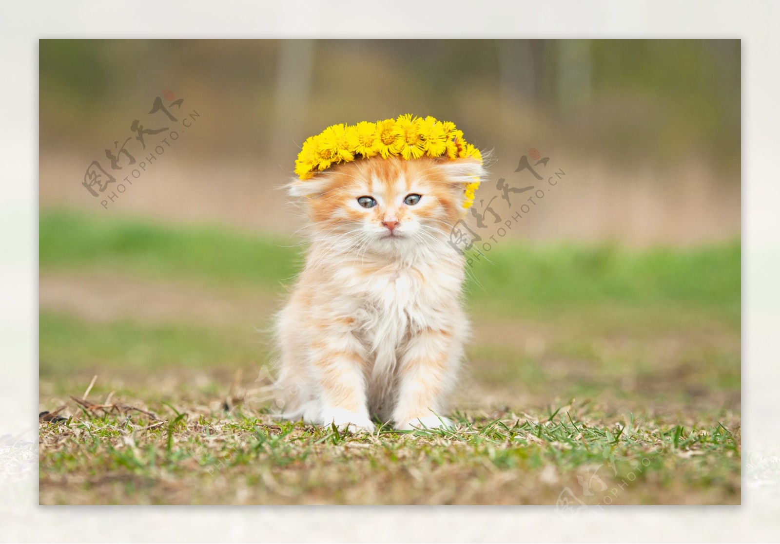 戴黄色花环的小猫图片