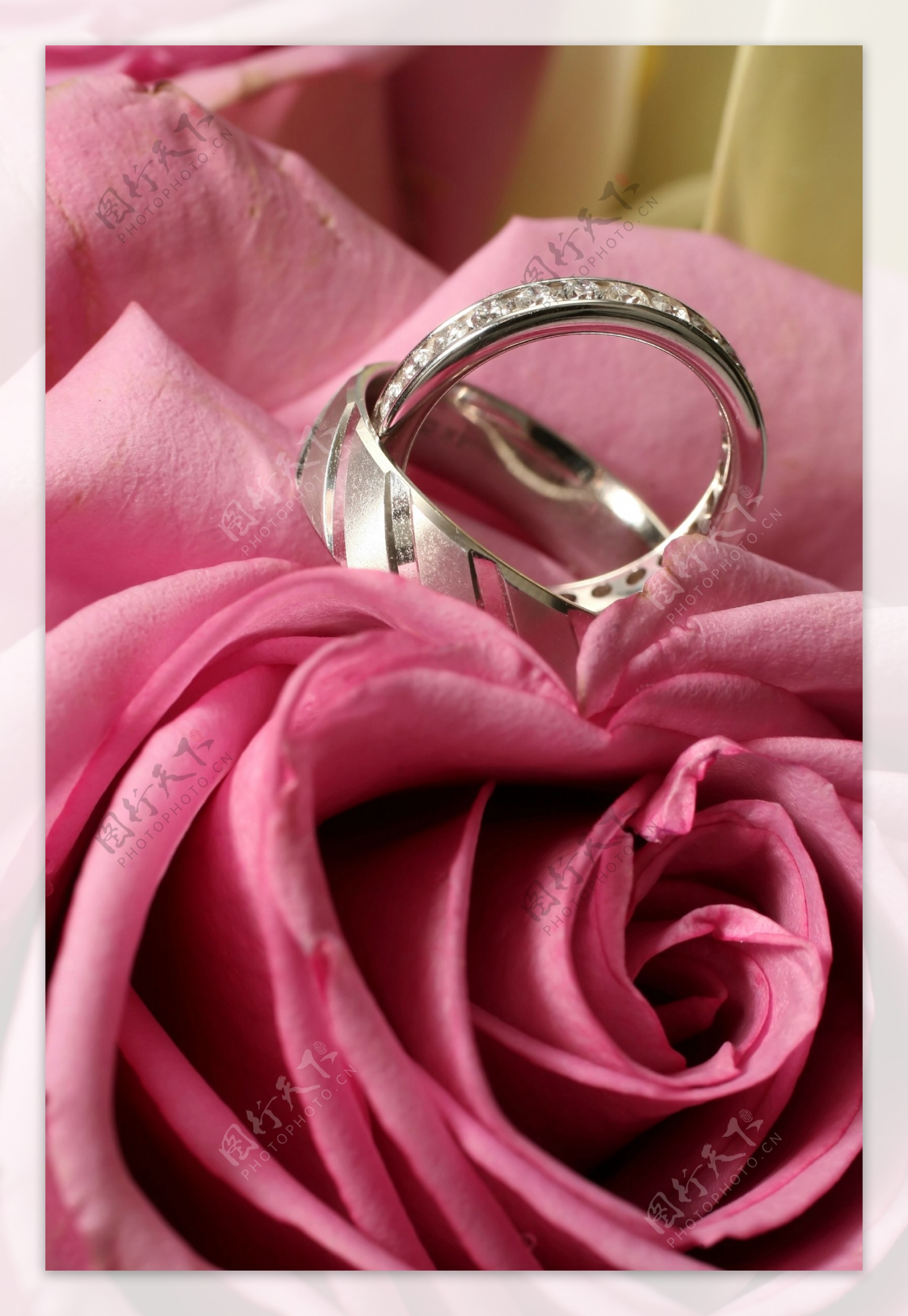 玫瑰花上的戒指图片
