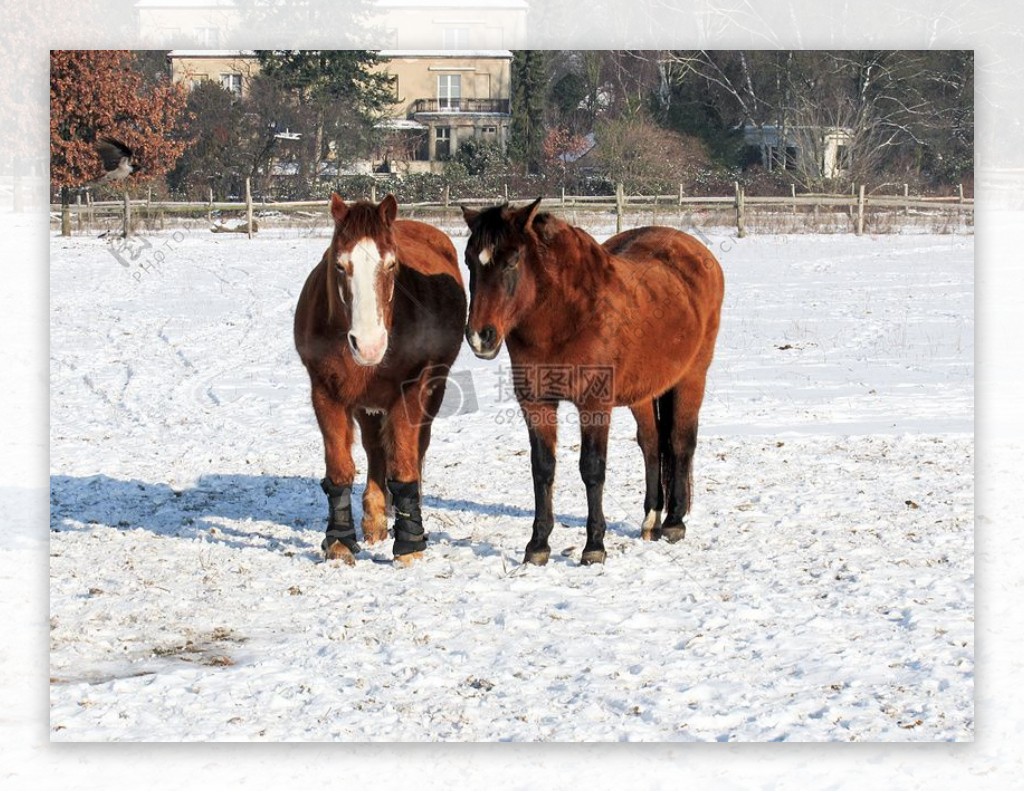两只马在雪地上