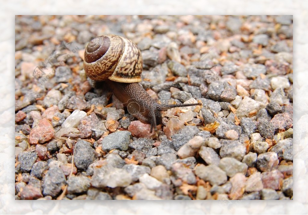 石头上爬行的蜗牛