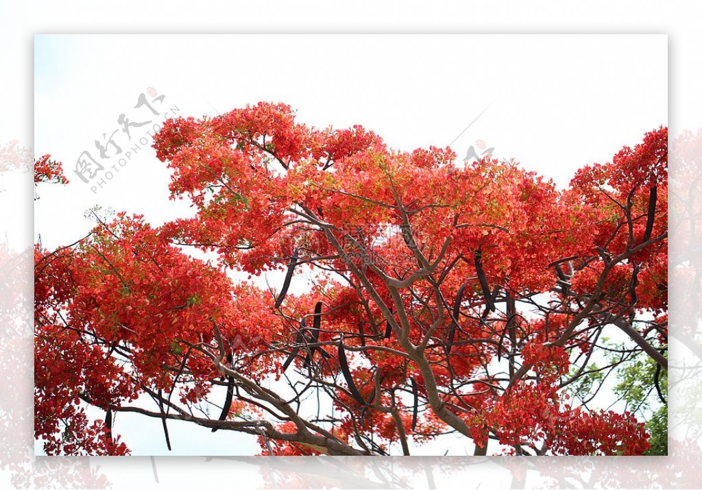 红颜色的树木
