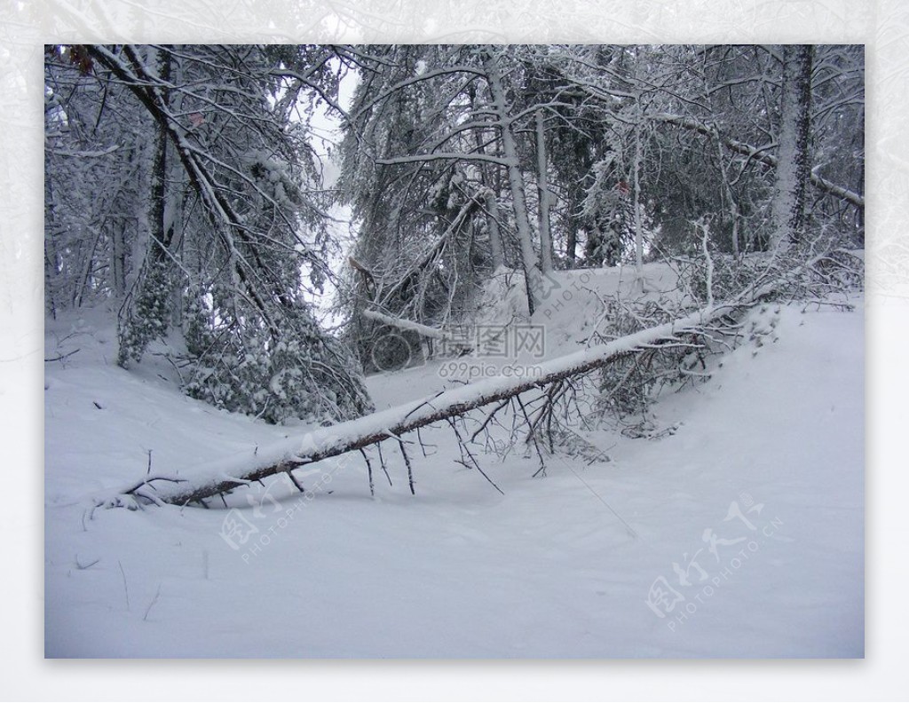 倾倒在雪地里的树木