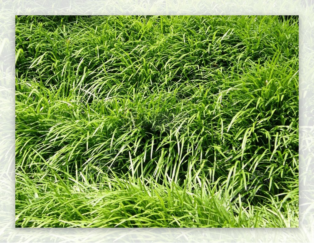 绿草地上的绿草