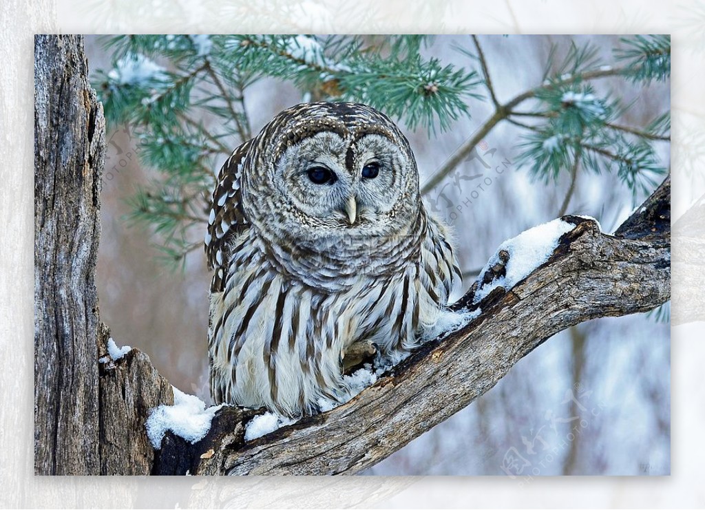 禁止Owl.jpg