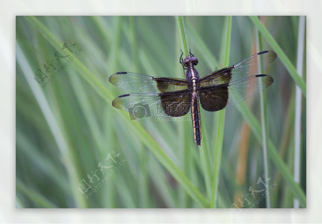 草上的蜻蜓