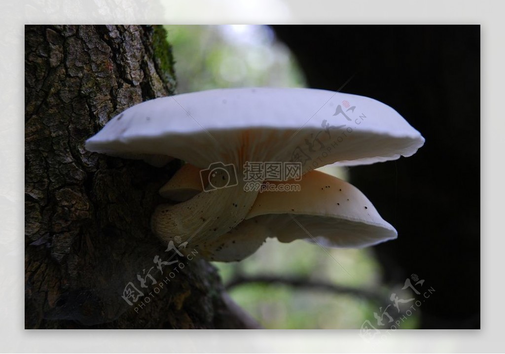 101005006棵树mushroom.jpg