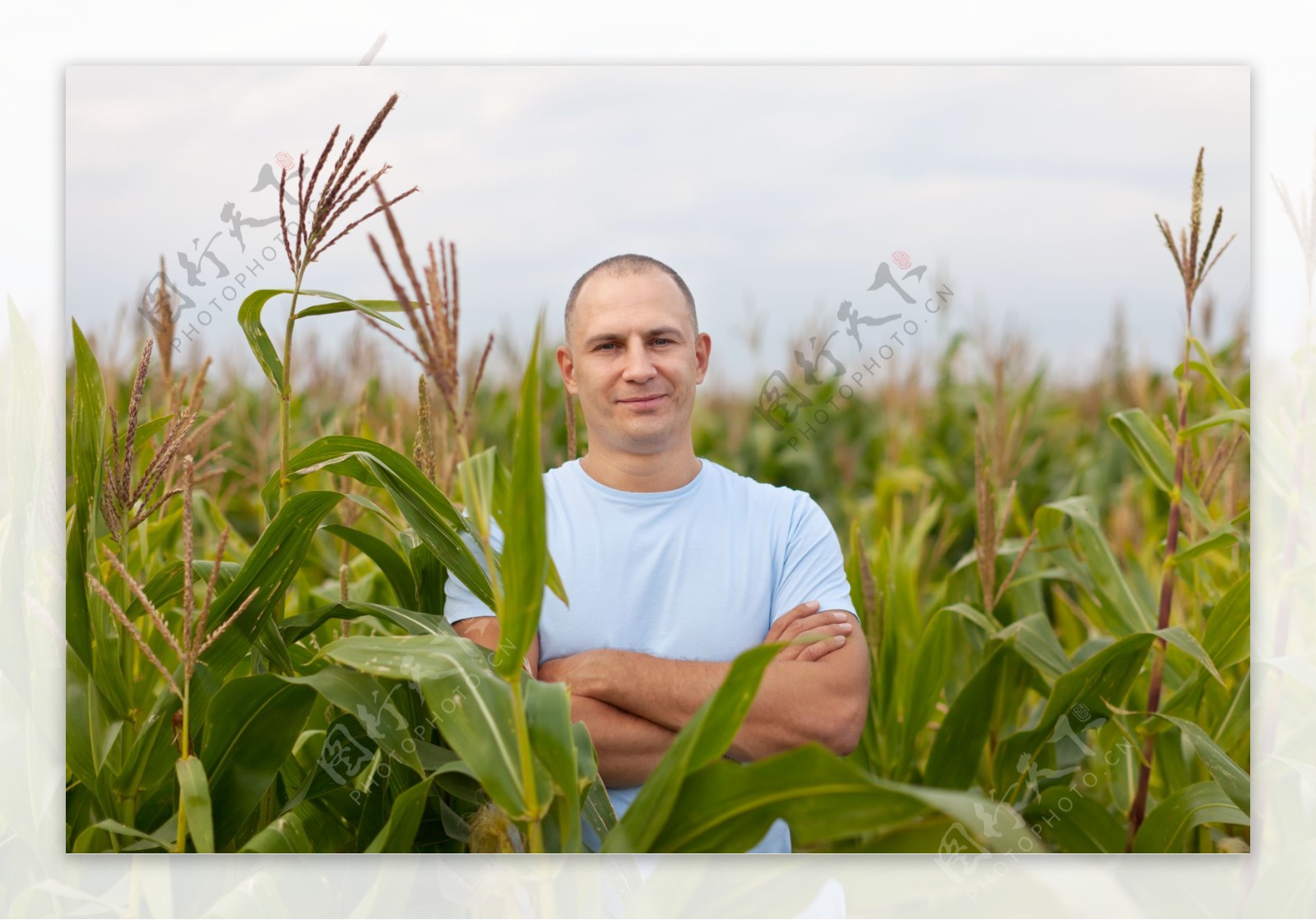 玉米地里的农民图片