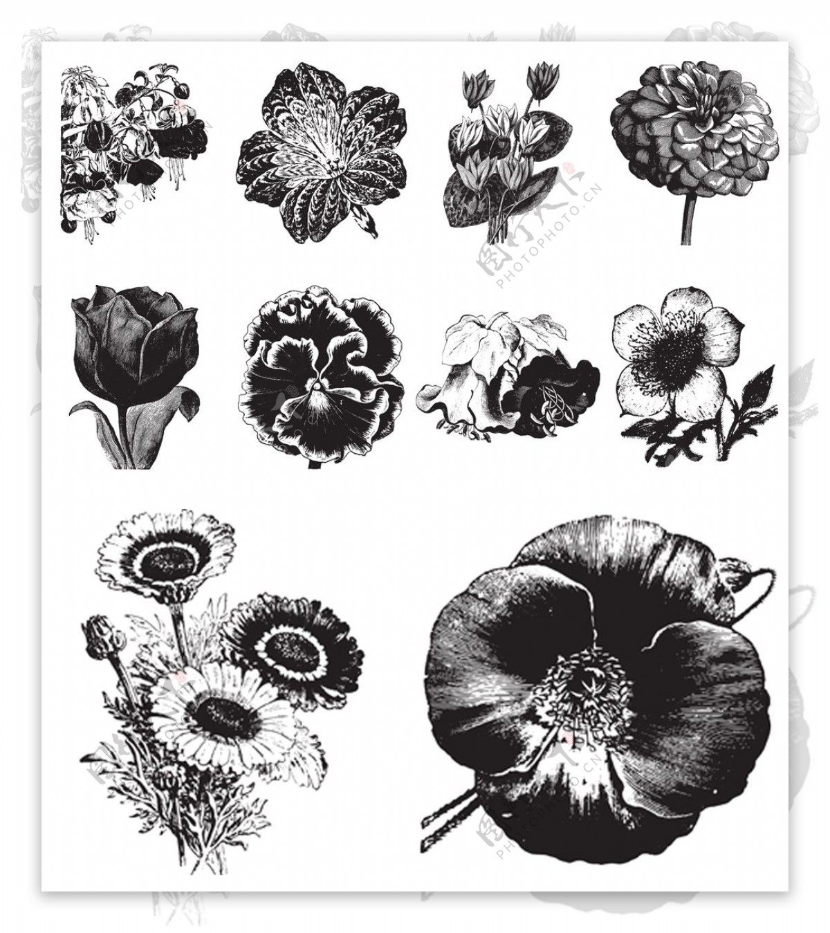 黑白手绘花朵植物插画