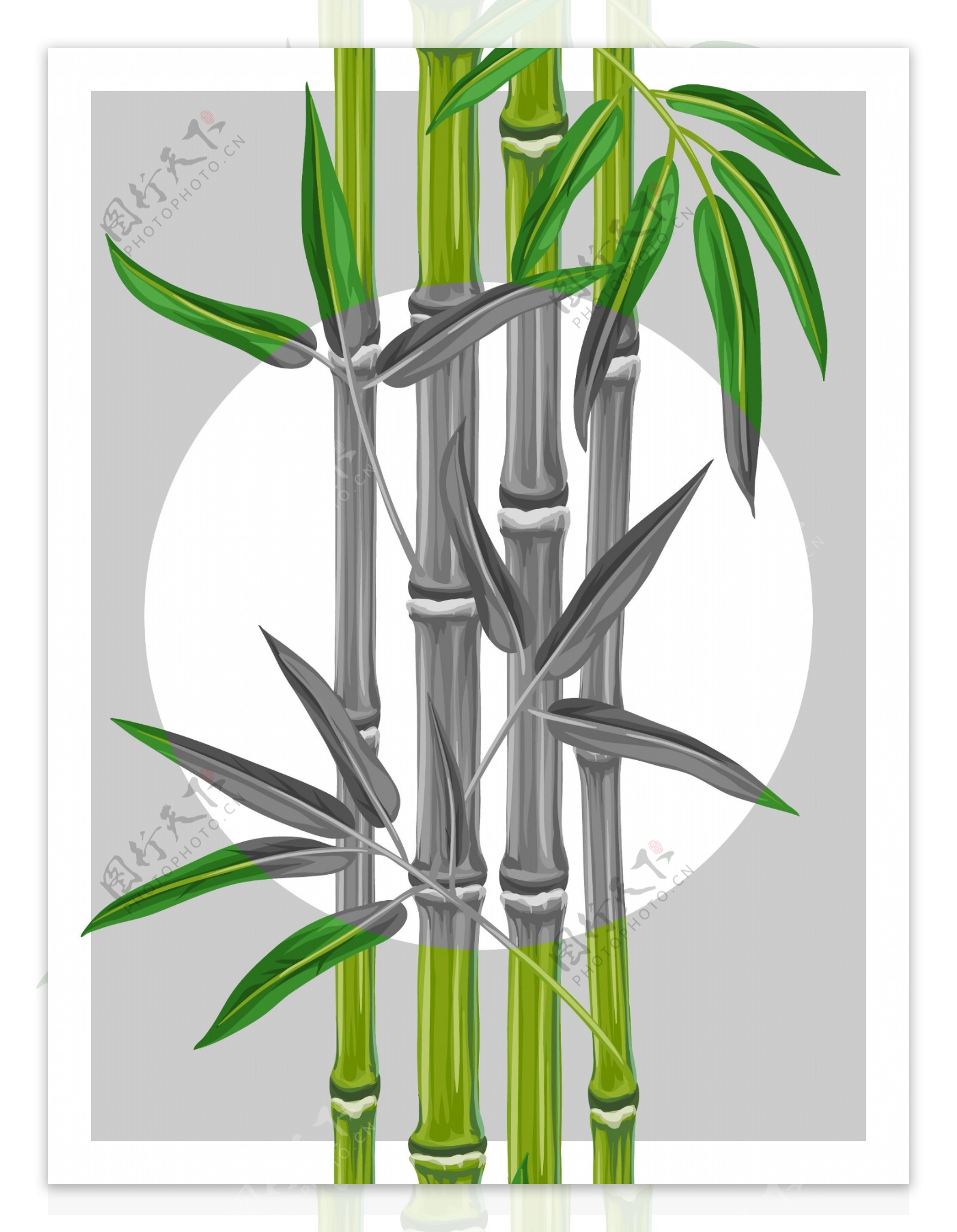 翠绿的竹子插画