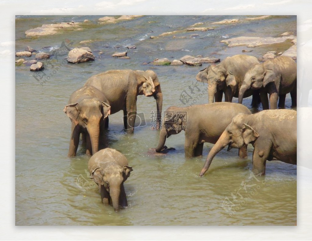 河面上的大象群