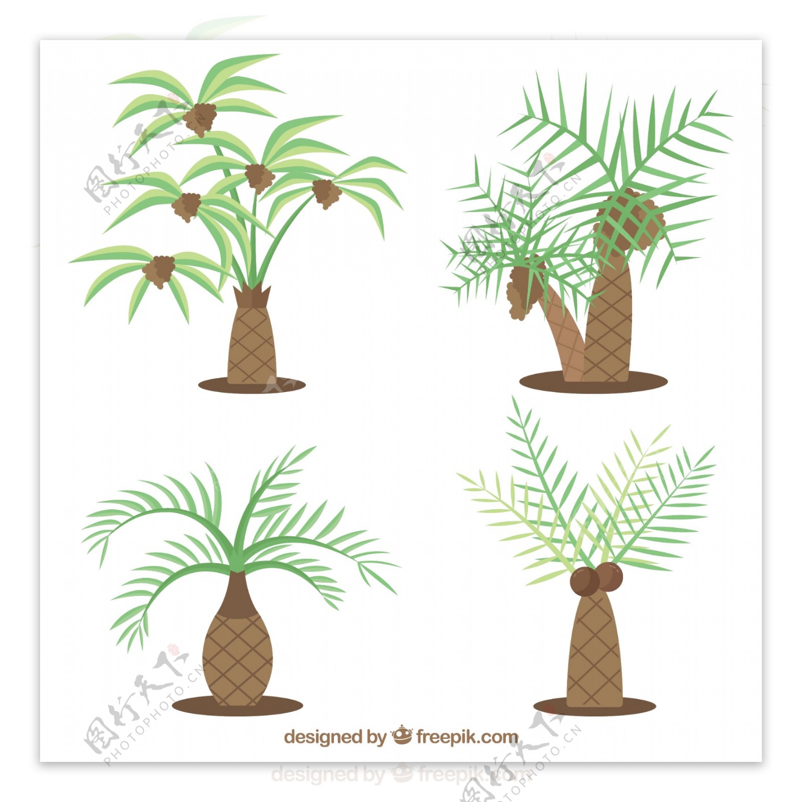 各种类型棕榈树插图