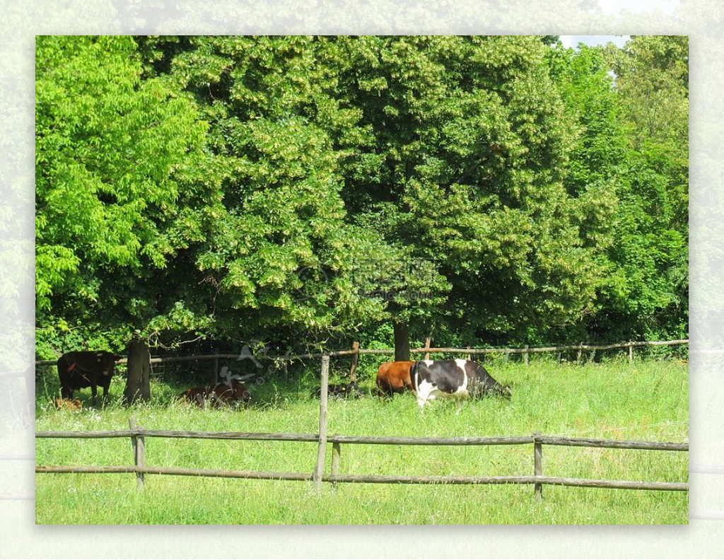 田园诗般的牲畜围栏