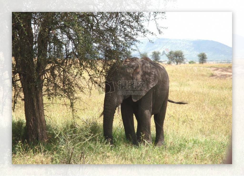 在树荫下的年轻大象
