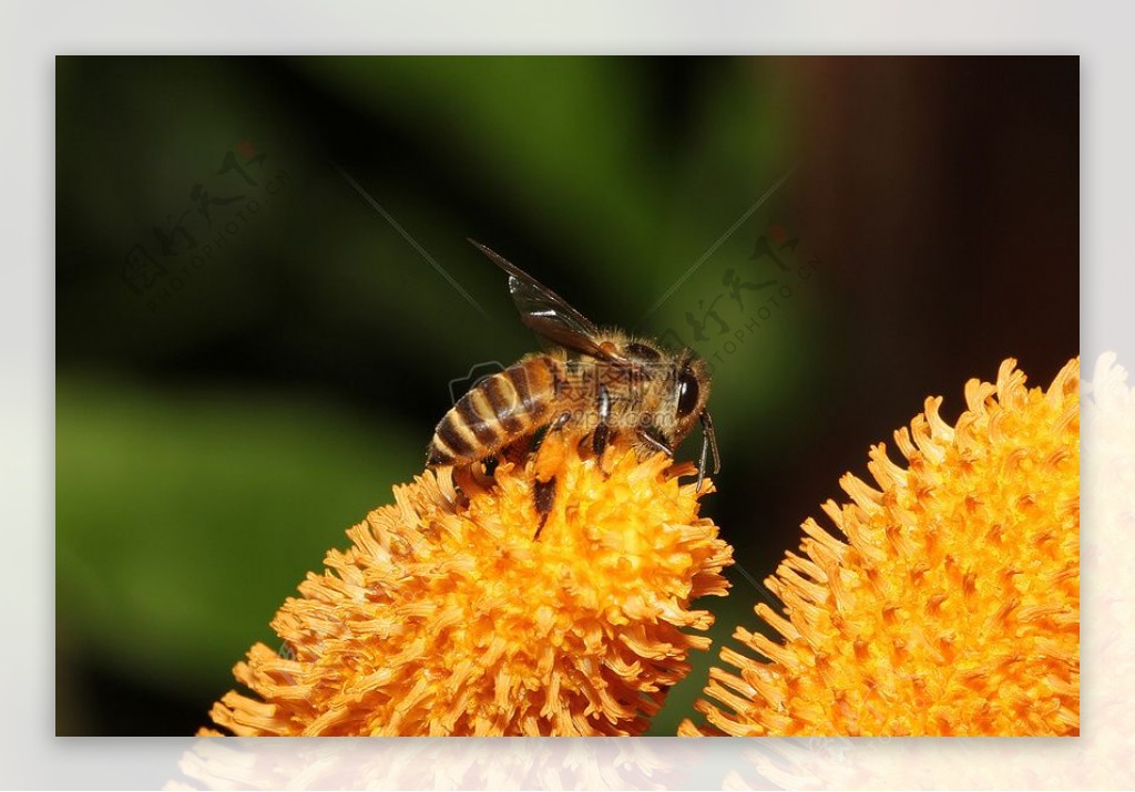 野生蜂蜜蜂S5