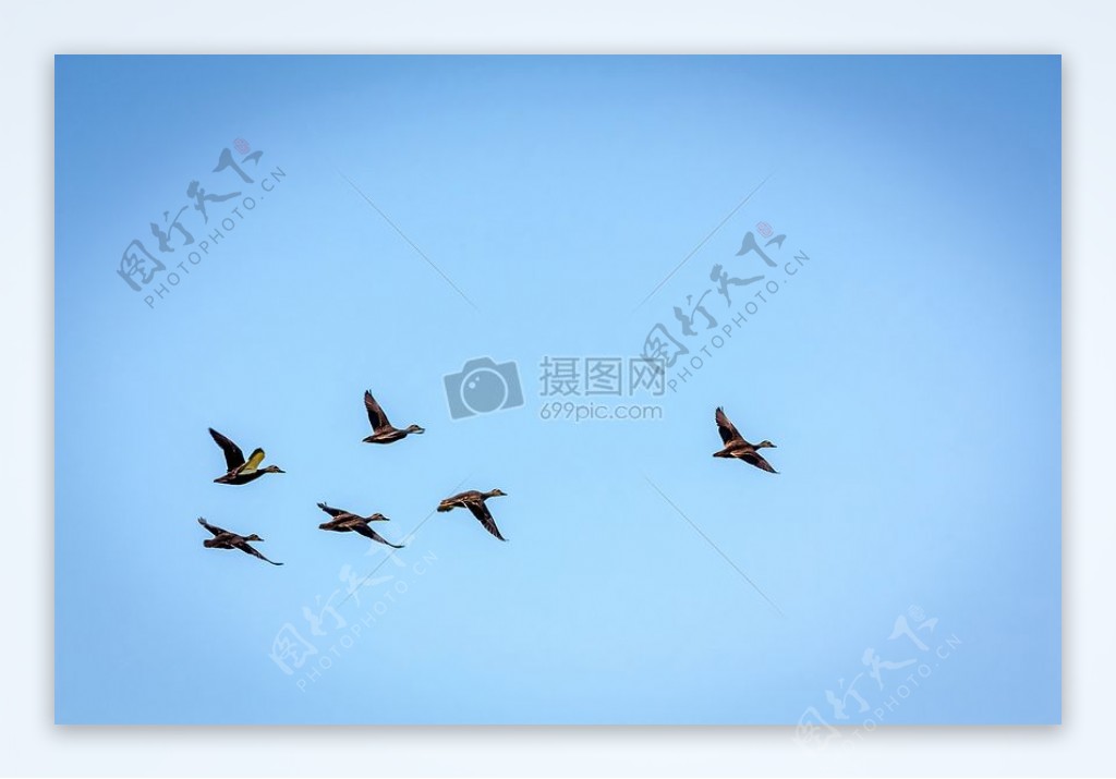 3太平洋黑鸭在飞行