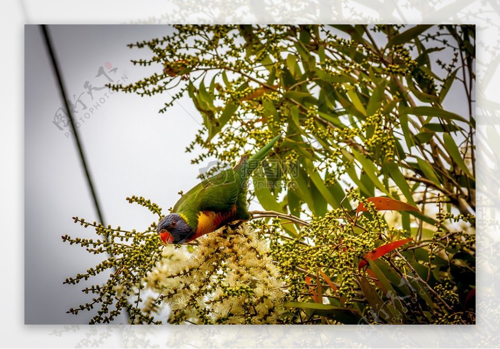澳大利亚联邦彩虹澳洲鹦鹉