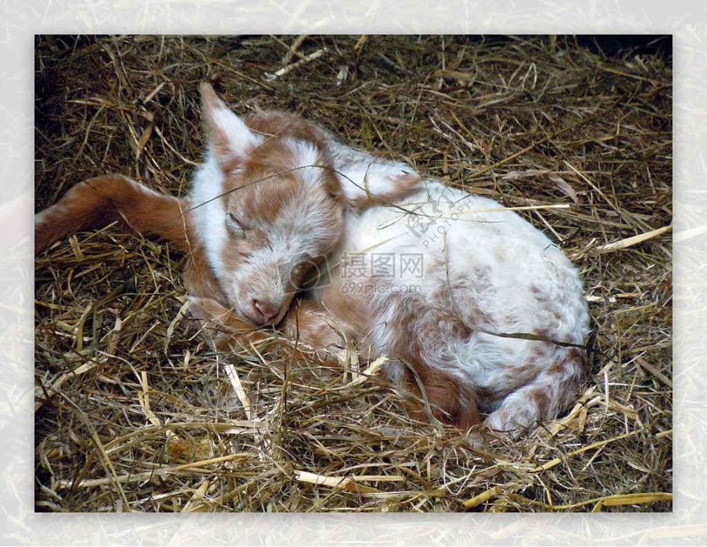 刚出生的羊羔