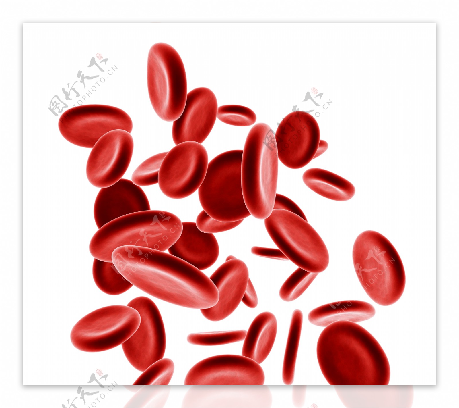 红细胞素材图片