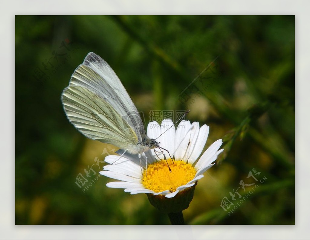 停驻在白色花朵上的蝴蝶