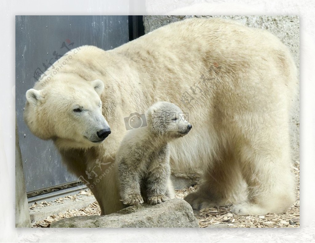 熊妈妈陪伴着小熊