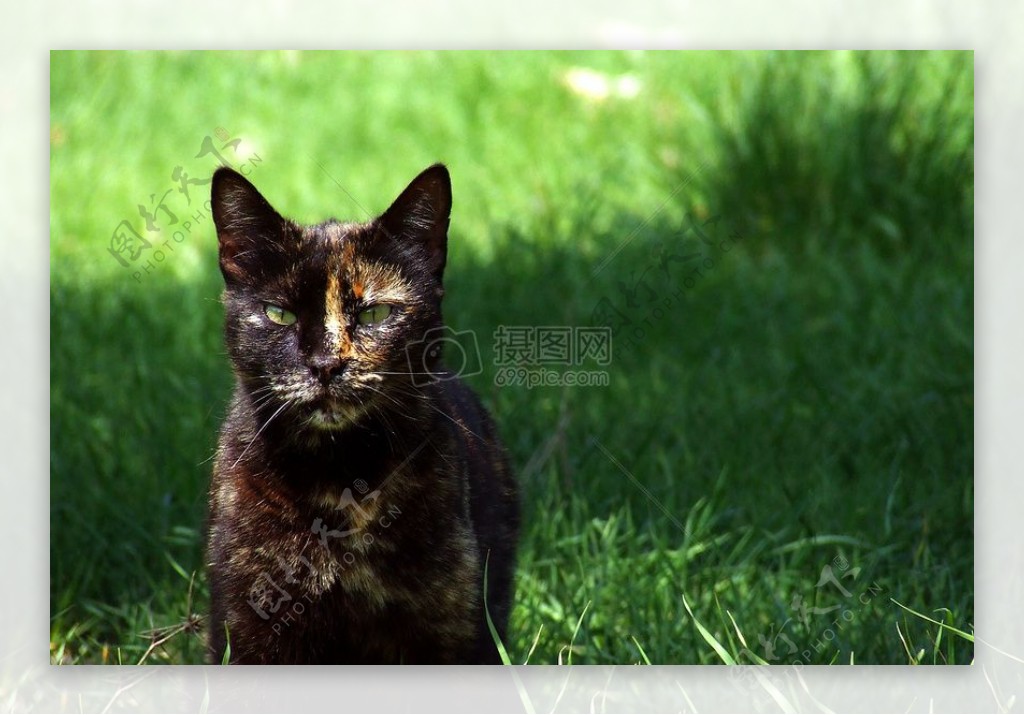 野外草地上的猫