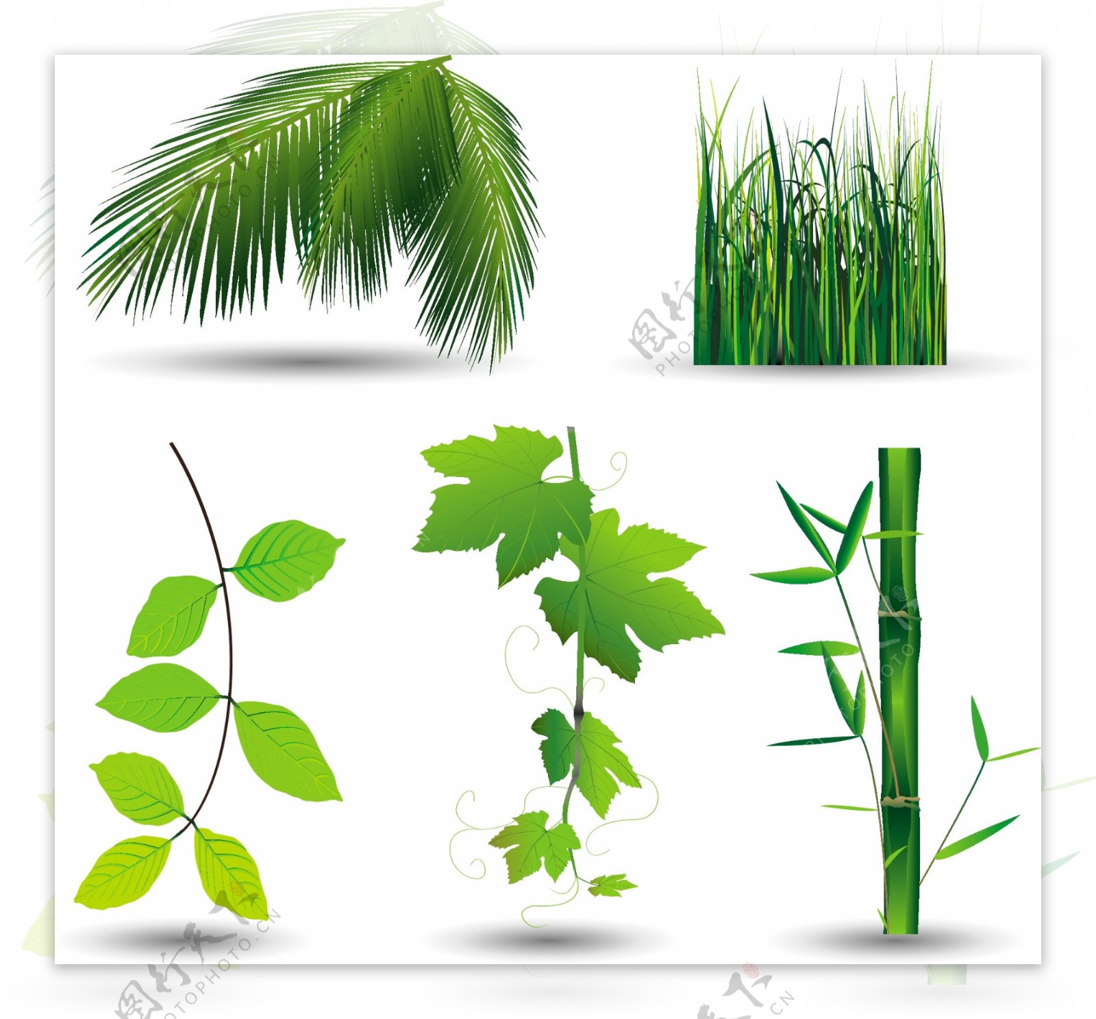 绿色环保植物