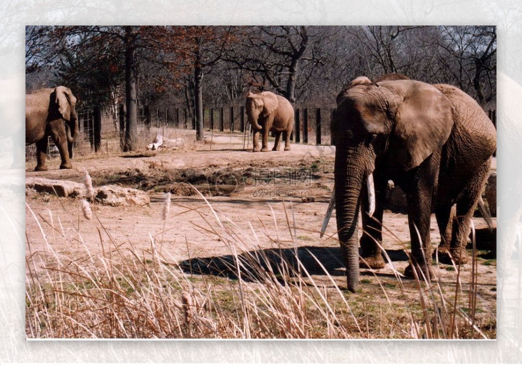 在草地寻觅的大象