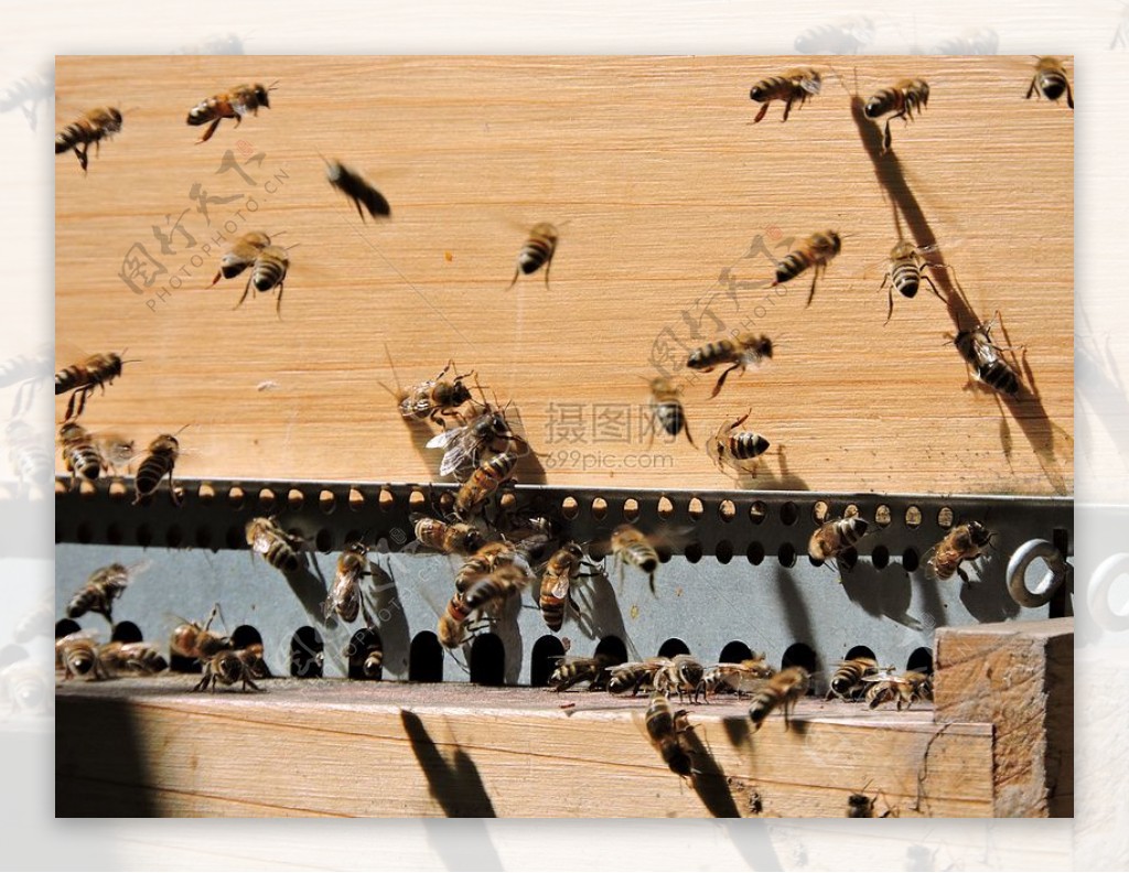 人工蜜蜂箱子