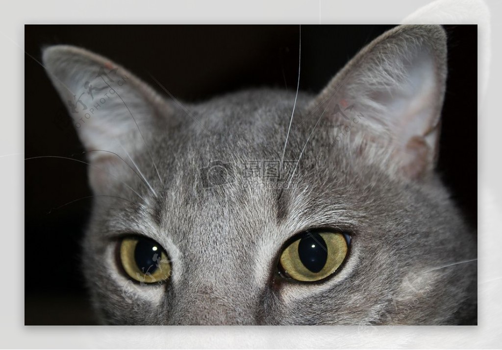 小灰猫的眼睛