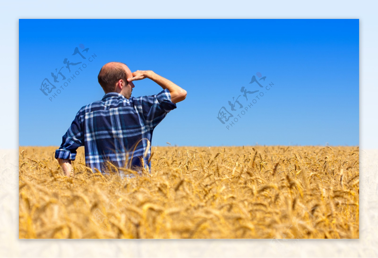 麦田里的农民图片