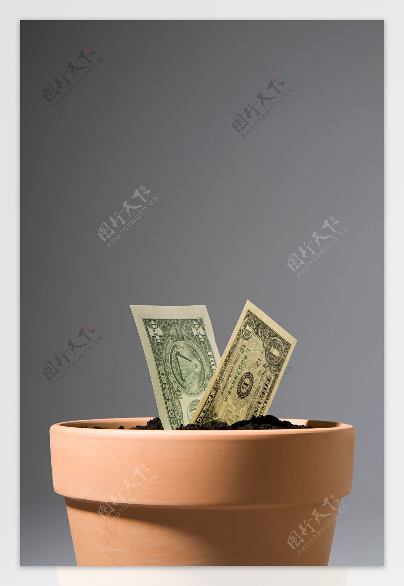 花盆里长出的钞票图片