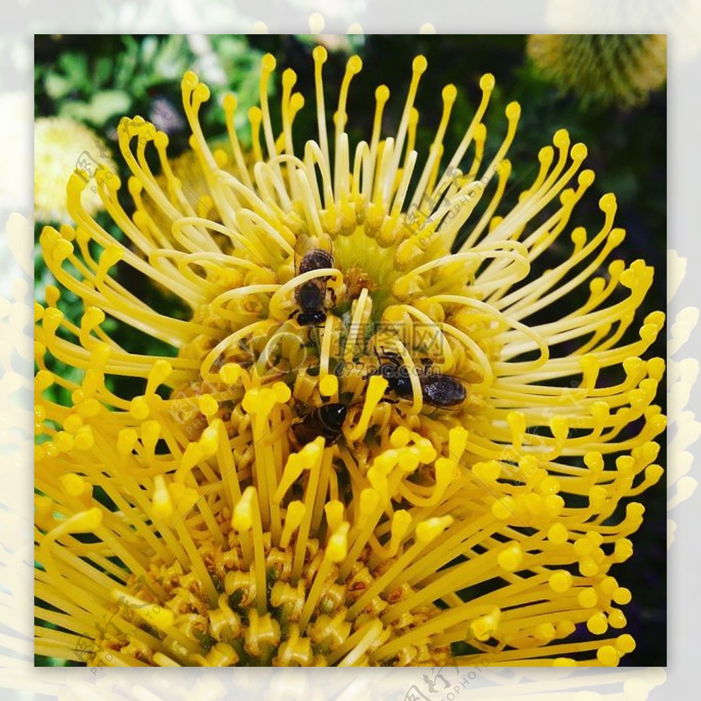 黄色花心中的蜜蜂