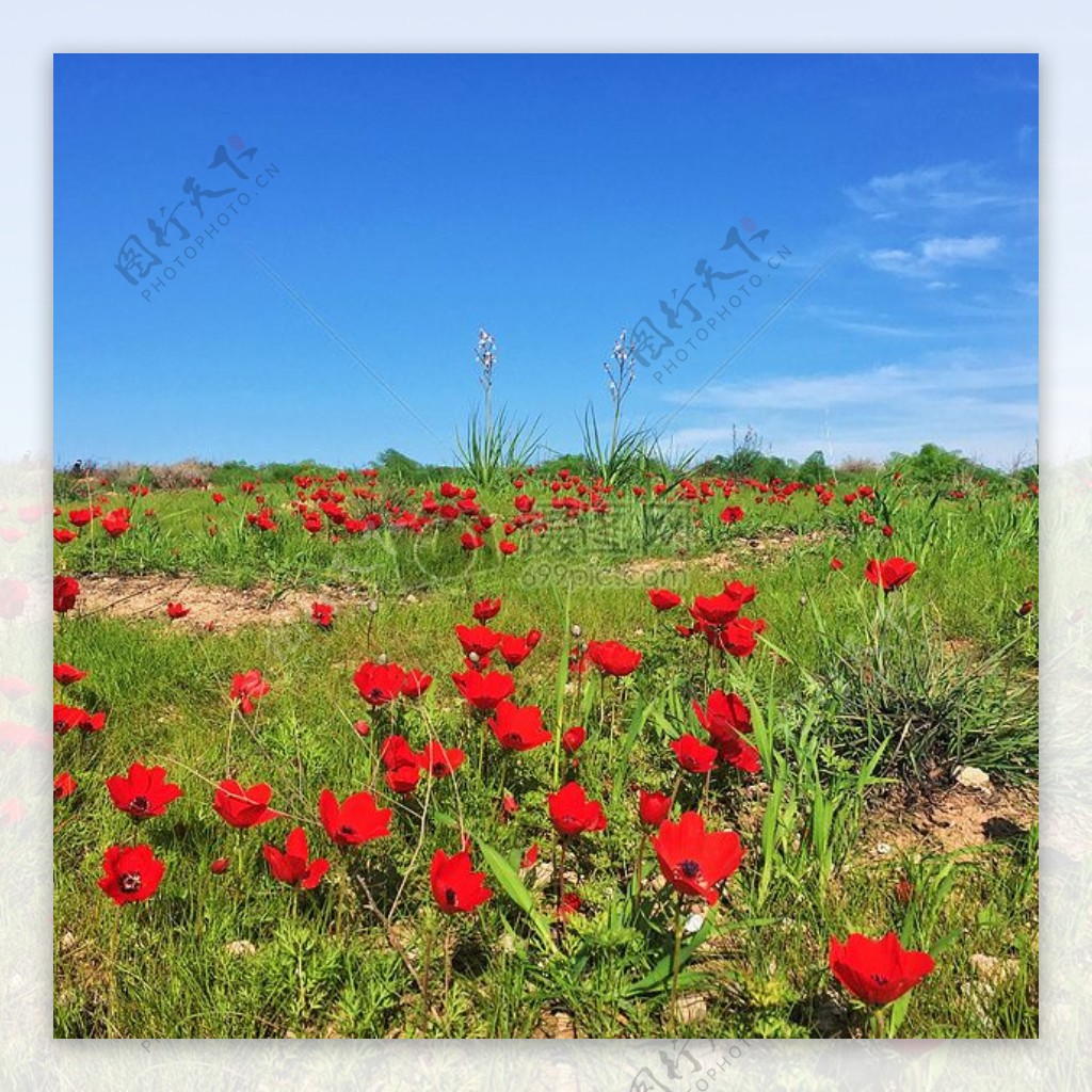 红沙漠春天花红花