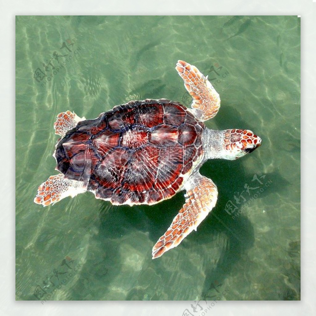 海水中游泳的龟