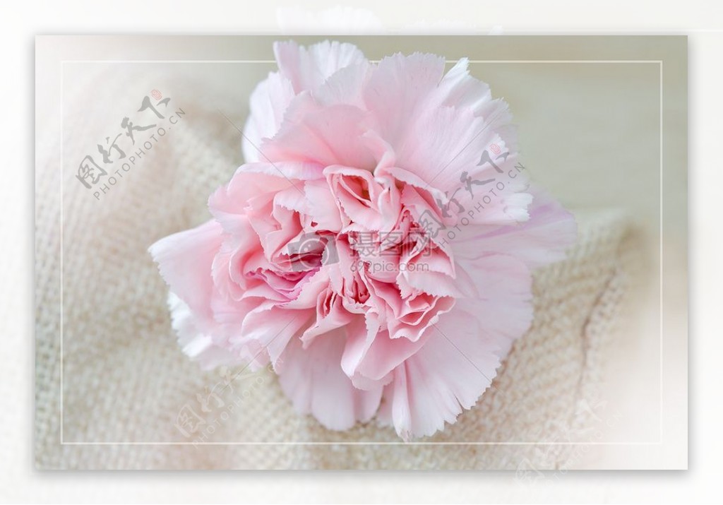针织物上的粉色花朵