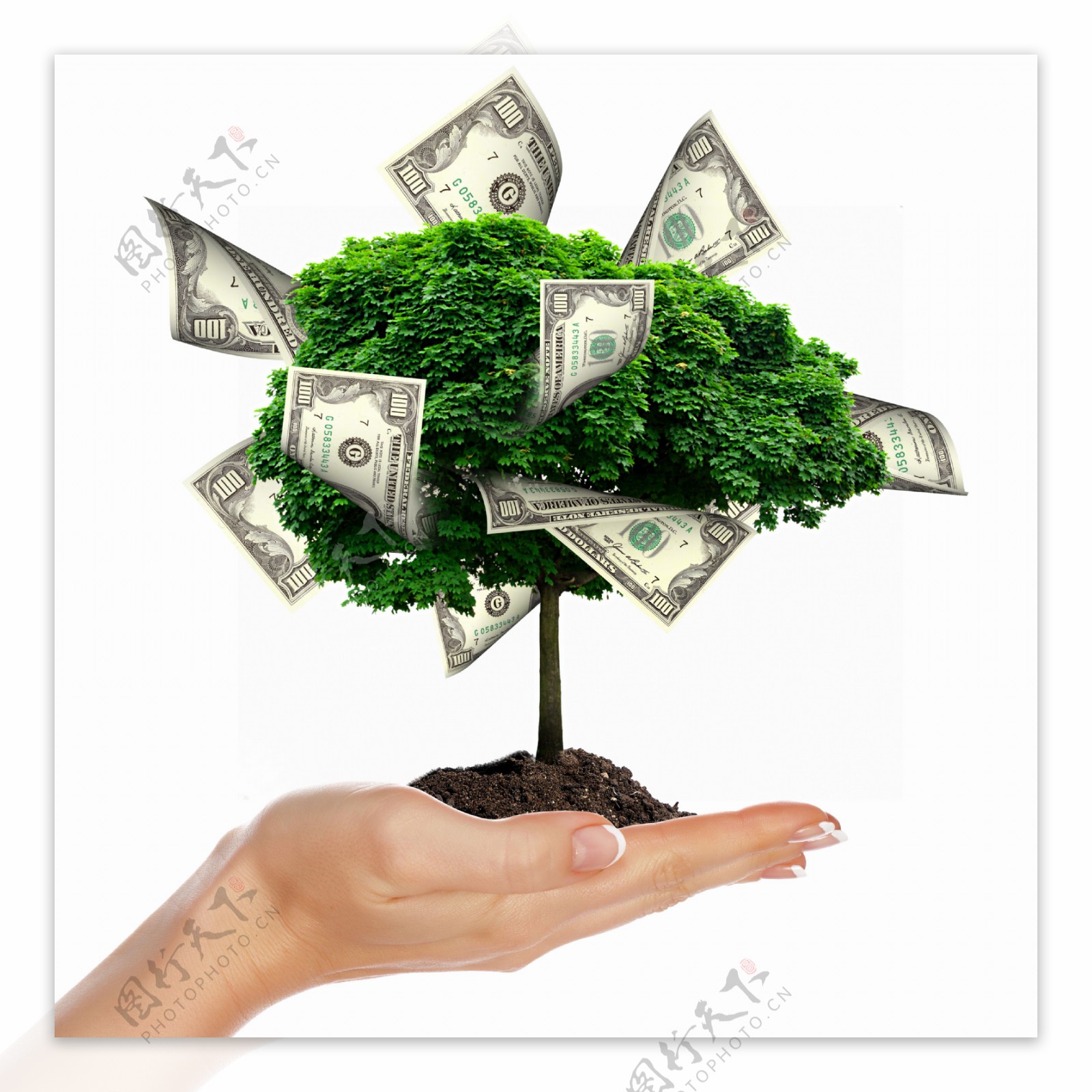 创意美元与树木图片